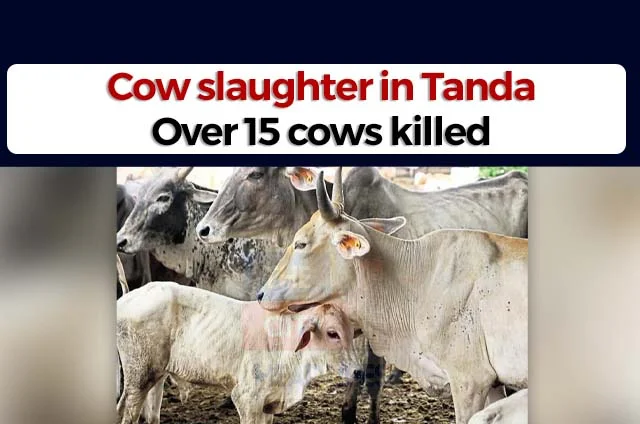 COW SLAUGHTER TANDA